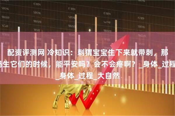 配资评测网 冷知识：刺猬宝宝生下来就带刺，那刺猬妈妈生它们的时候，能平安吗？会不会疼啊？_身体_过程_大自然
